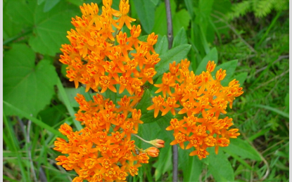 5 Low Maintenance Plants For Your Garden